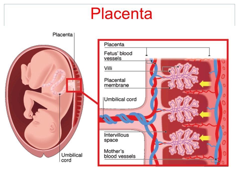 Placenta