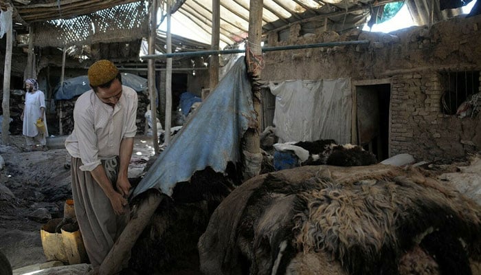 government bans Sacrificial Animal