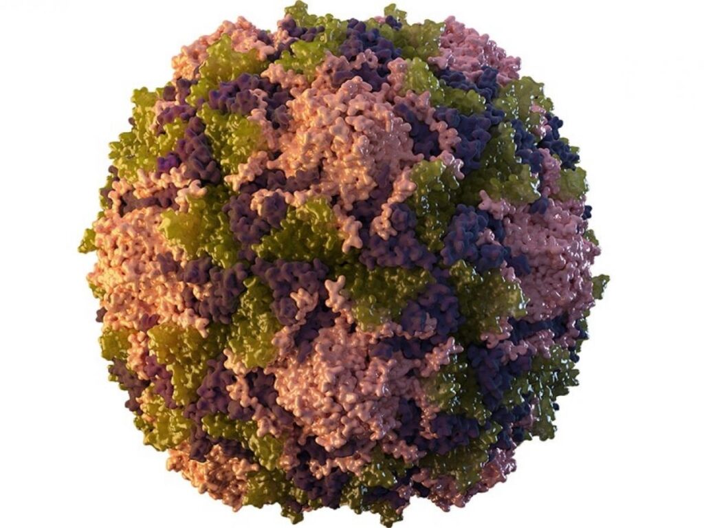 Poliovirus