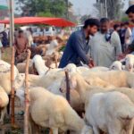 Gujranwala,,Pakistan,-,Jul,21:,Sacrificial,Animals,Wait,For,Their