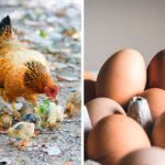 what-came-first-chicken-egg-cover_800