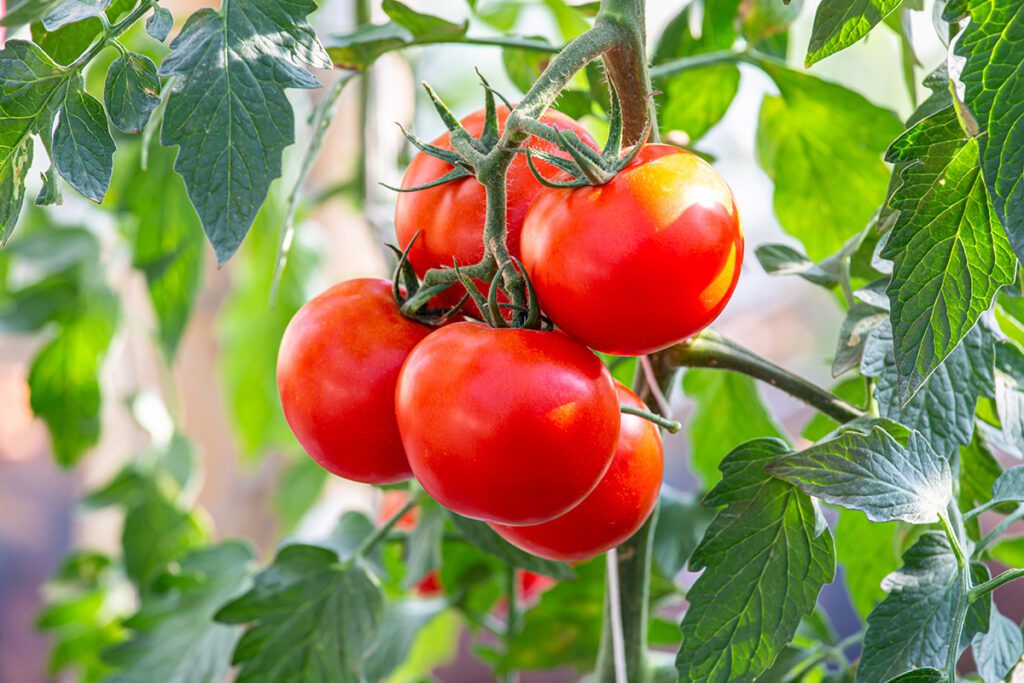 Best Natural Foods for Clear Skin – Eat These for a Healthy Glow 7 Tomatoes https://meganews.tv/best-natural-foods-for-clear-skin/