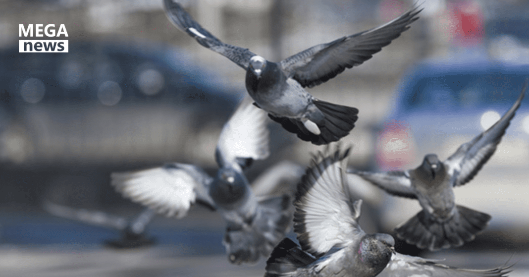Lahore Pigeon Abuse Man Arrested for Brutal Animal Cruelty in Johar Town