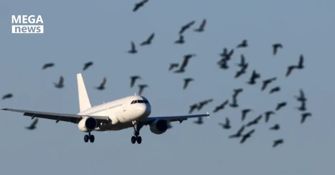 PIA Bird Strike Incidents 2025 38 Planes Hit by Birds in Six Months