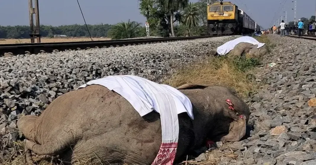 elephants killed by train in India