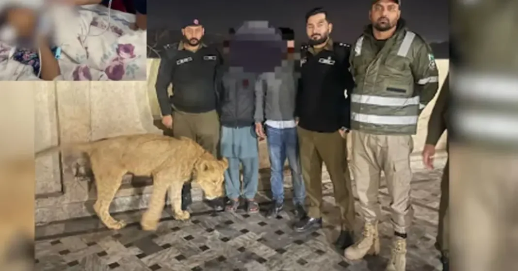 Pet lioness attack leaves minor girl injured in Lahore